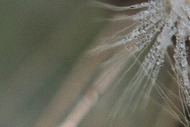 Dandelion with the dew, Photographed at dawn