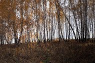 Autumn birch, 20 frames combined