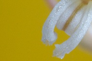 Хавортия, Цветок Haworthia fasciata (Хавортии полосатой)